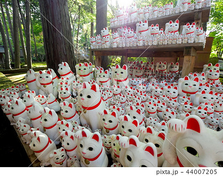 招き猫 豪徳寺 東京都 招き猫 豪徳寺 東京都 44007205