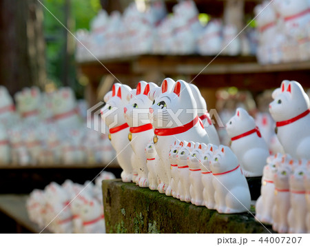 招き猫 豪徳寺　東京都 44007207