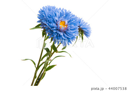 blue aster isolated 44007538