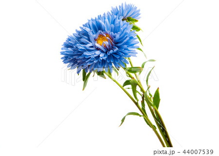 blue aster isolated blue aster isolated 44007539