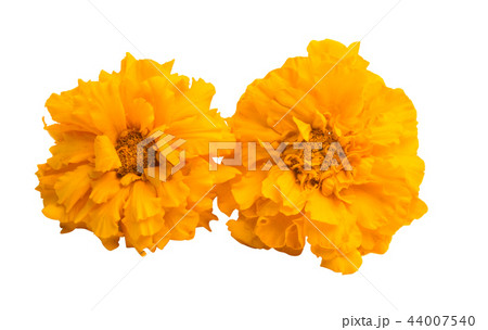 marigolds isolated 44007540