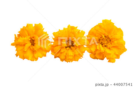 marigolds isolated marigolds isolated 44007541