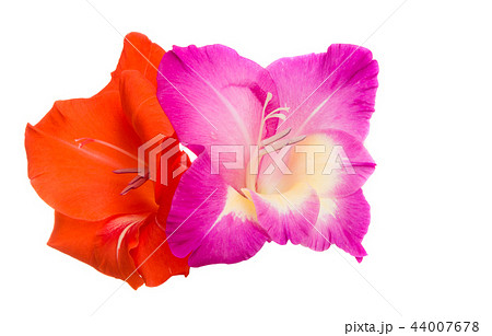 beautiful gladiolus flowers isolated beautiful gladiolus flowers isolated 44007678
