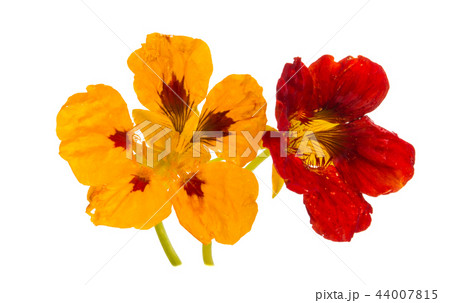 nasturtium flower isolated 44007815