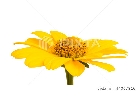 yellow flower isolated 44007816