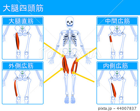 大腿四頭筋2 大腿四頭筋2 44007837