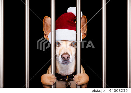 christmas mugshot dog 44008236