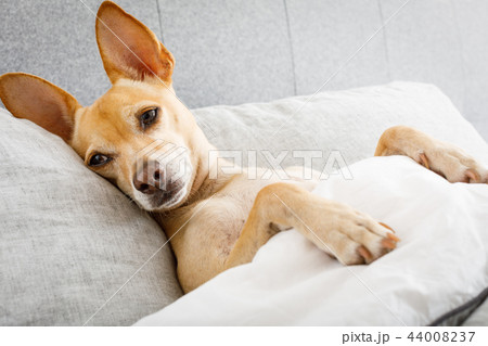 sick ill dog in bed 44008237