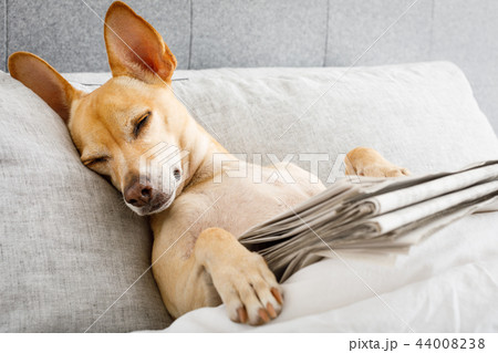 dog in bed with  newspaper 44008238
