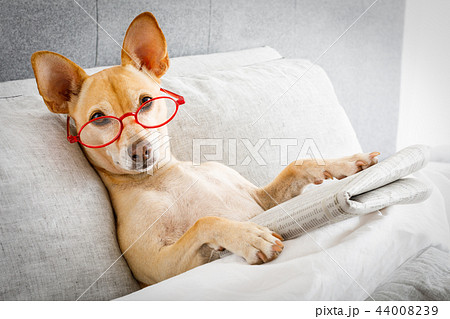 dog in bed reading newspaper 44008239