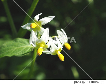 イヌホウズキ イヌホウズキ 44008253