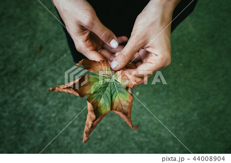 Woman hold nice yellow leaf in hand. Woman hold nice yellow leaf in hand. 44008904
