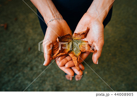Yellow autumn leaves in the palm of a girl. 44008905