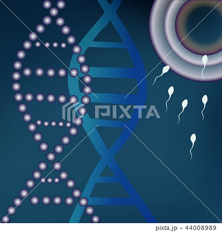 Fertile egg cells, the first stage of the birth of a new life. Connections of two germ cells of the 44008989