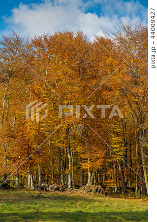 Famous beech forest in Spain, near village Olot 44009427