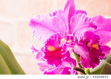 3輪の濃いピンクのカトレア 3輪の濃いピンクのカトレア 44009645
