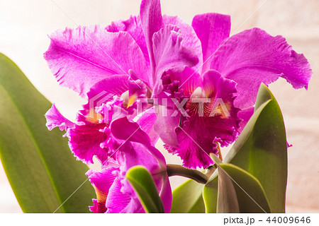 ３輪の濃いピンクのカトレア 44009646