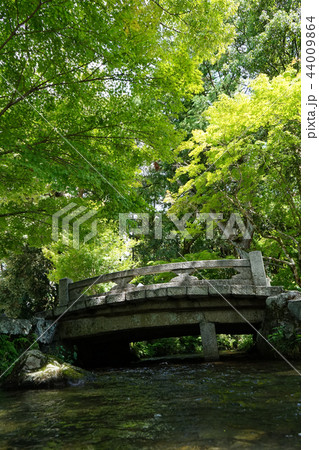 京都上賀茂神社　ならの小川 44009864