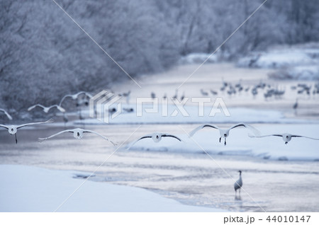 樹氷に囲まれたねぐらから飛び立つタンチョウ（北海道・鶴居） 44010147