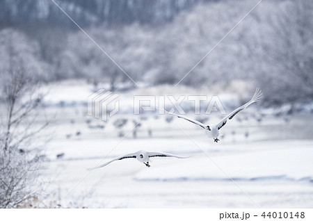 樹氷に囲まれたねぐらから飛び立つタンチョウ（北海道・鶴居） 44010148