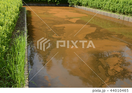 水の華、淡水赤潮に覆われた水壕 水の華、淡水赤潮に覆われた水壕 44010465