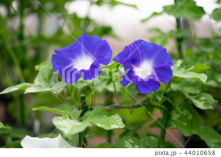 アサガオ310 44010658