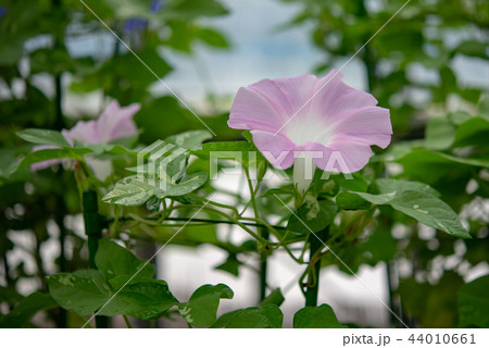 アサガオ313 44010661