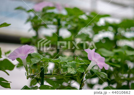 アサガオ314 44010662