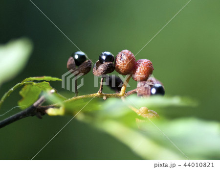 山椒の実 44010821