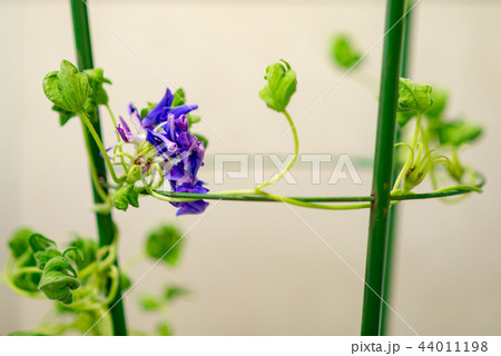 アサガオ344 アサガオ344 44011198