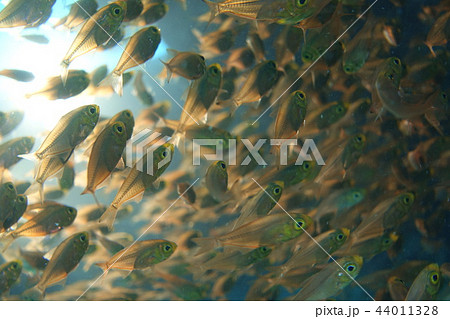 透き通る小魚の群れ 透き通る小魚の群れ 44011328