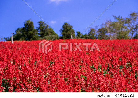 サルビア 44011633