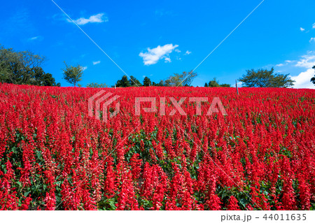 サルビア 44011635