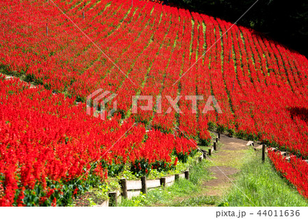 サルビア 44011636