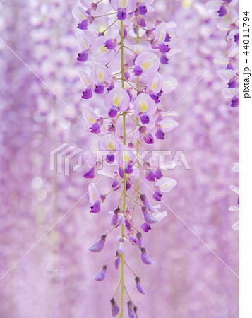 藤の花 藤の花 44011794