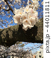待ち望んだ春 44011811