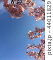 春の晴天 44011829