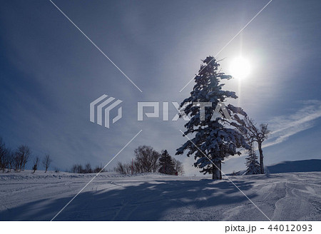 ゲレンデに立つクリスマスツリー ゲレンデに立つクリスマスツリー 44012093