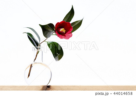 ツバキ 椿 44014658