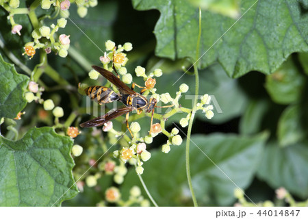セグロアシナガバチ 44014847