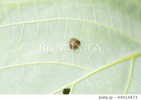 マルカメムシ マルカメムシ 44014873