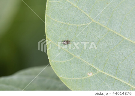 マルカメムシ 44014876