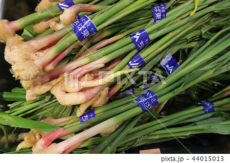 しょうが しょうが 44015013