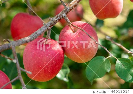 【青森岩木山麓】津軽のリンゴは日本一 44015014