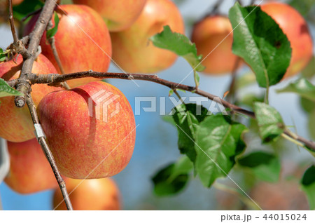 【青森岩木山麓】津軽のリンゴは日本一 44015024