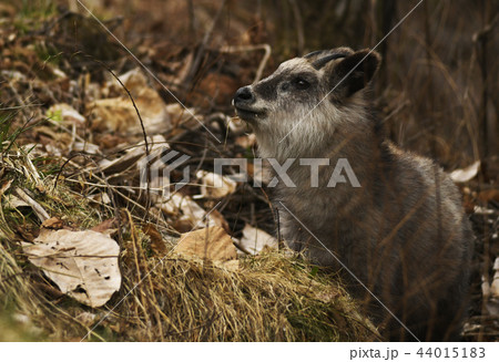 ニホンカモシカ　Capricornis crispus　Japanese serow　特別天然記念物 44015183