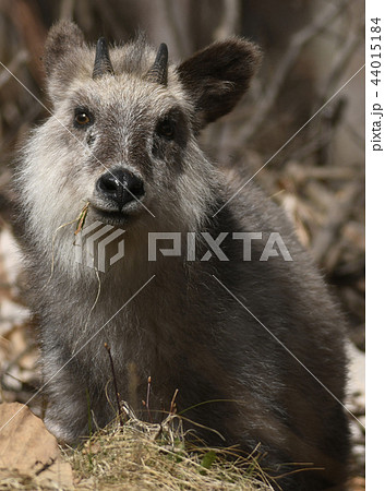 ニホンカモシカ　Capricornis crispus　Japanese serow　特別天然記念物 44015184