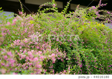 奈良・ならまち元興寺の萩の花５ 44016180