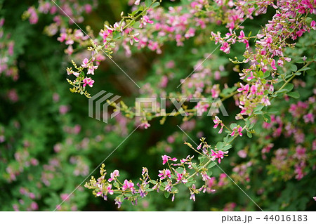 奈良・ならまち元興寺の萩の花8 奈良・ならまち元興寺の萩の花8 44016183