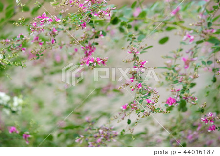 奈良・ならまち元興寺の萩の花１５ 44016187